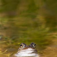 Common Frog 5 